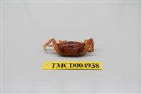 藏品(短身大眼蟹)的圖片